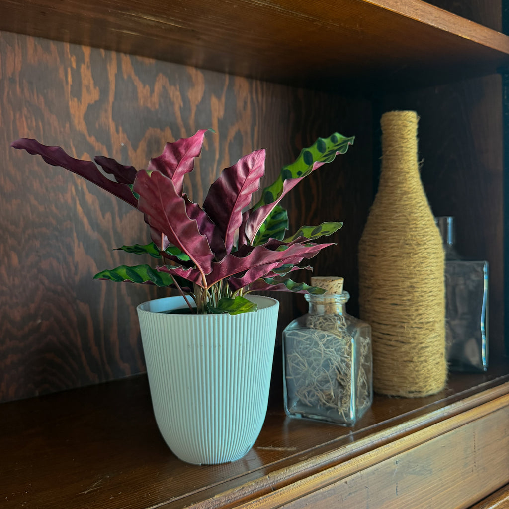 Calathea Rattlesnake (Calathea Lancifolia Goeppertia Insignis) - 4 Inch Indoor Houseplant