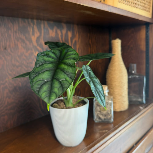 Alocasia Dragon Scale (Alocasia Baginda 'Dragon Scale') - 4 Inch Indoor Houseplant