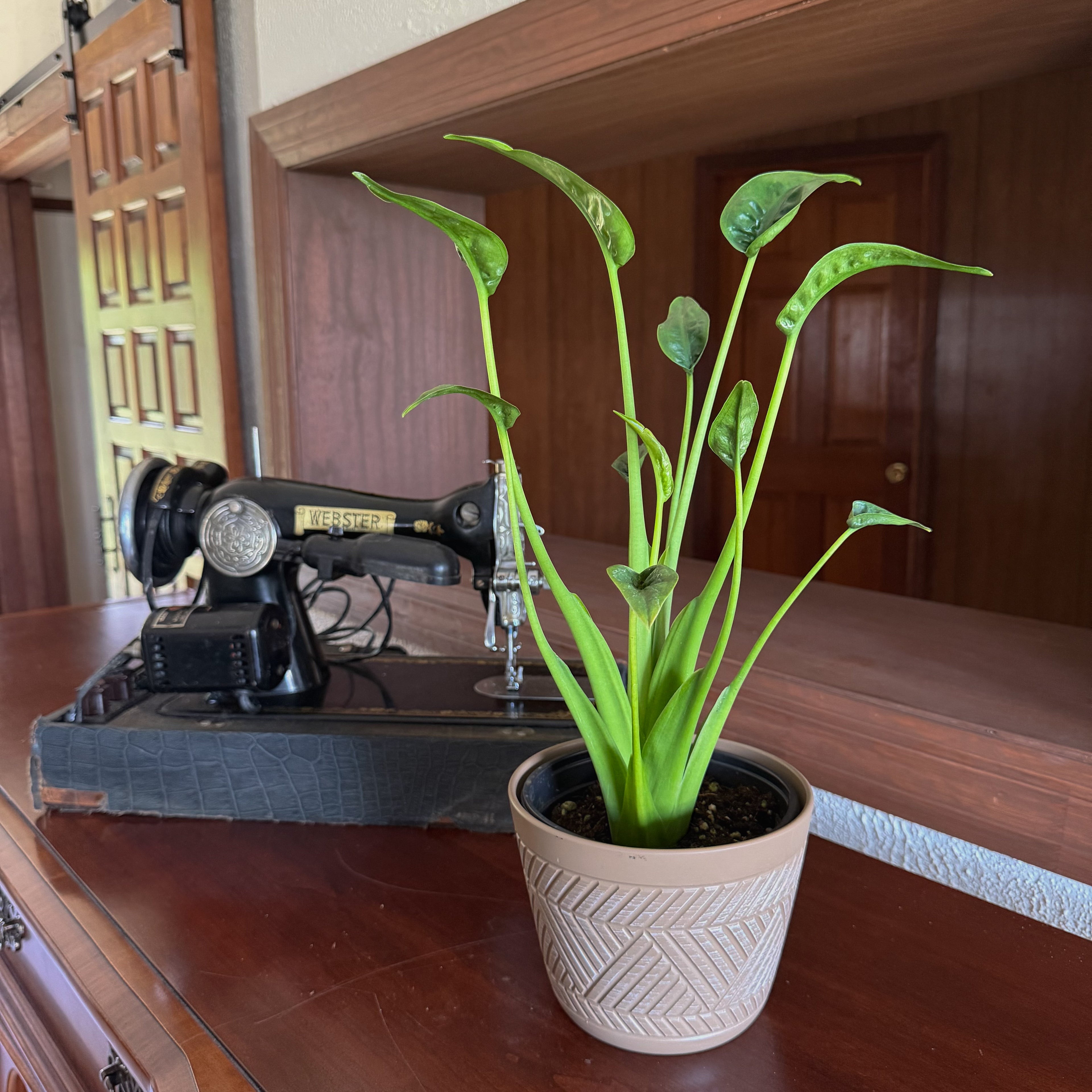 Alocasia Tiny Dancer (Alocasia Brisbanensis � Alocasia Odora 'Tiny Dancer') - 6 Inch Indoor Houseplant