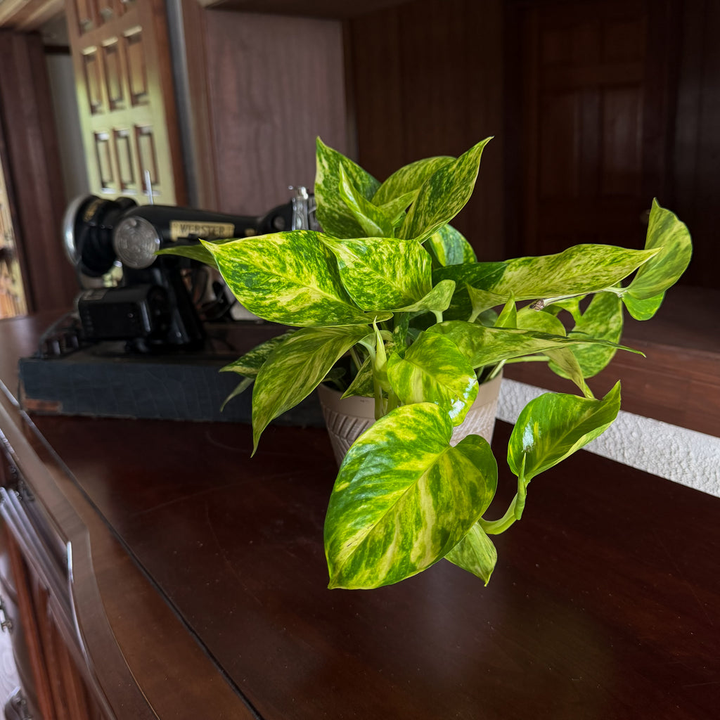 Pothos Hawaiian Hanging Basket (Epipremnum Aureum 'Hawaiian') - 6 Inch Indoor Houseplant