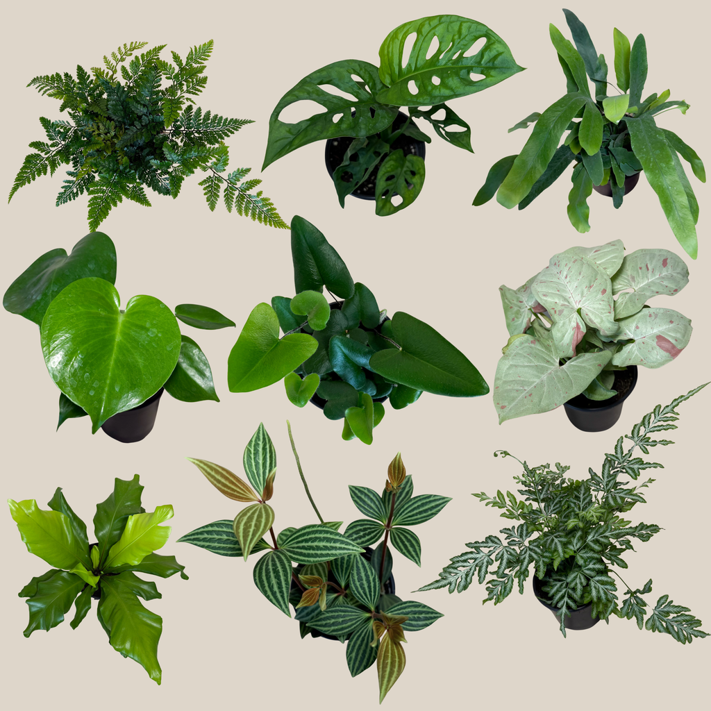 Fern & Foliage Mystery Houseplant 2 Pack - 4 Inch Indoor Houseplants