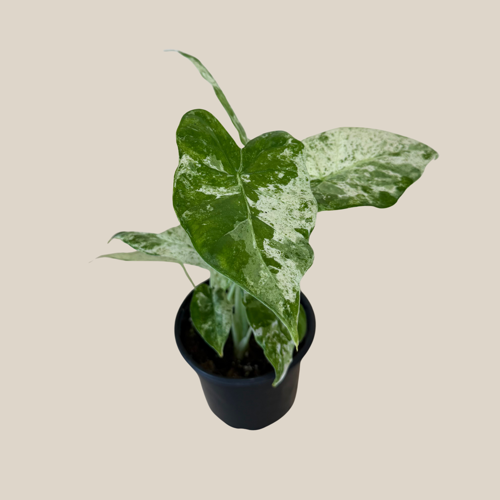 Alocasia Blizzard (Alocasia Odora 'Batik Blizzard') - 4 Inch Indoor Houseplant
