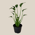 Alocasia Tiny Dancer (Alocasia Brisbanensis � Alocasia Odora 'Tiny Dancer') - 6 Inch Indoor Houseplant