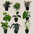 Mystery Foliage 4 Pack - 6 Inch Indoor Houseplants