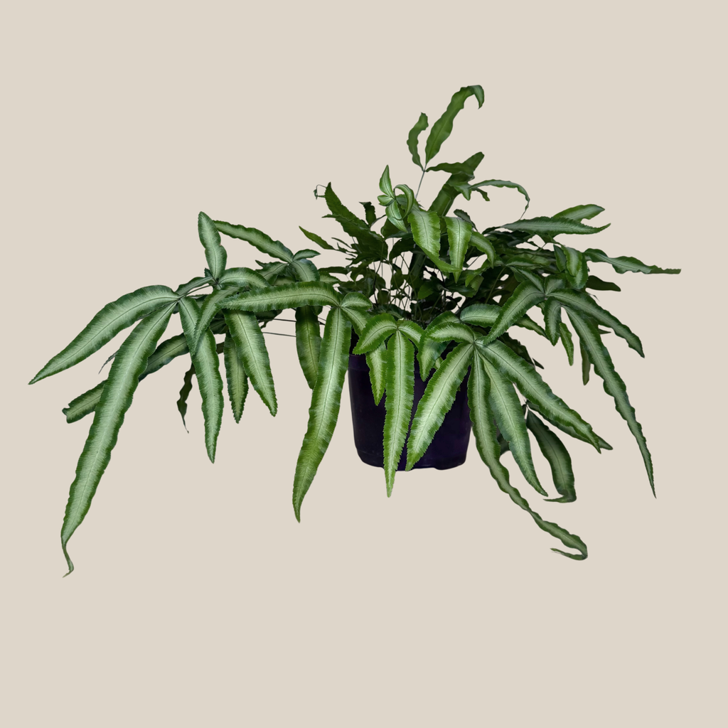 Silver Ribbon Fern (Pteris Cretica 'Albolineata') - 6 Inch Indoor Houseplant