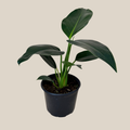 Philodendron Green Congo (Philodendron Tatei 'Congo) - 6 Inch Indoor Houseplant