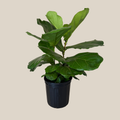 Fiddle-Leaf Fig (Ficus Lyrata) - 8 Inch Indoor Houseplant Pot